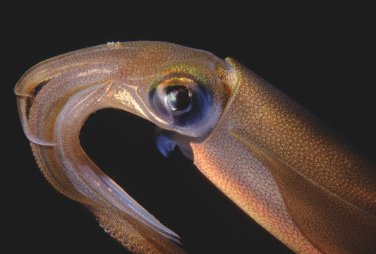 Photo Observation of the Month of November - Southern Calamari Squid