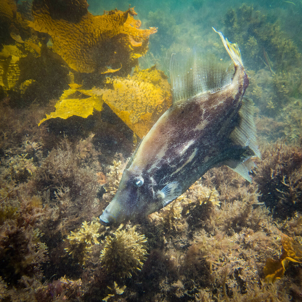 Photo Observation of the Month of December - Fanbelly Leatherjacket