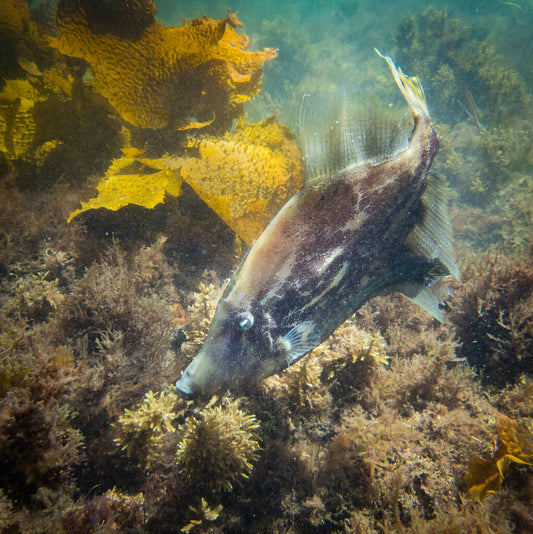Photo Observation of the Month of December - Fanbelly Leatherjacket
