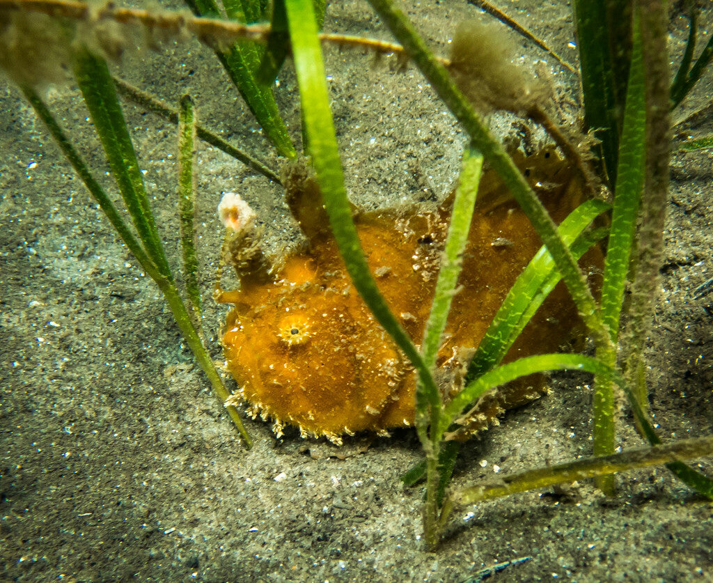 Photo Observation of the Month of January - Striate Anglerfish