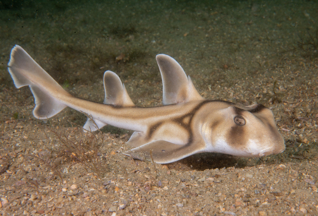 Photo Observation of the Month of February - Port Jackson Shark