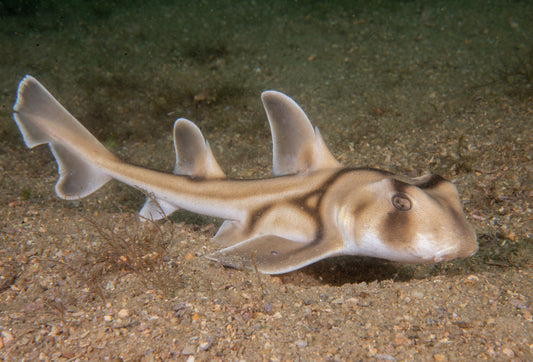 Photo Observation of the Month of February - Port Jackson Shark