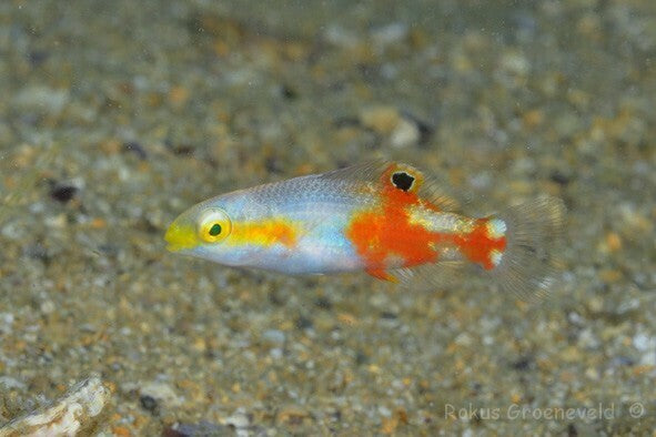 Photo Observation of the Month of April - Dagger Tuskfish