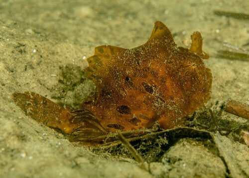 Photo Observation of the Month of May - Striate Anglerfish - Again!