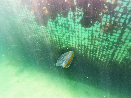Photo Observation of the Month of June - Winged Pocket Comb Jelly