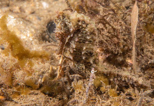 Photo Observation of the Month of August - White's Seahorse - Up Close and Personal