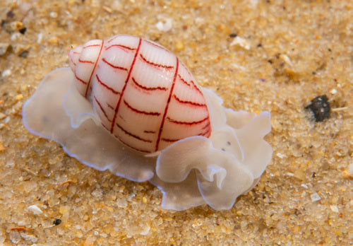 Photo Observation of the Month of September - Red-lined Bubble Snail - Pretty in Pink