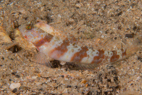 Photo Observation(s) of the Month of October - Shrimpgobies