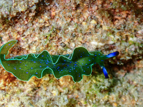 Photo Observation(s) of the Month of November - The Elusive Elysia