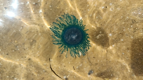 Photo Observation of the Month of January - How Blue are Your Buttons