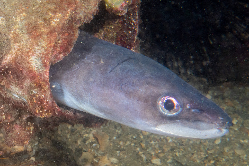 Photo Observation of the Month of February - What are you, eel?