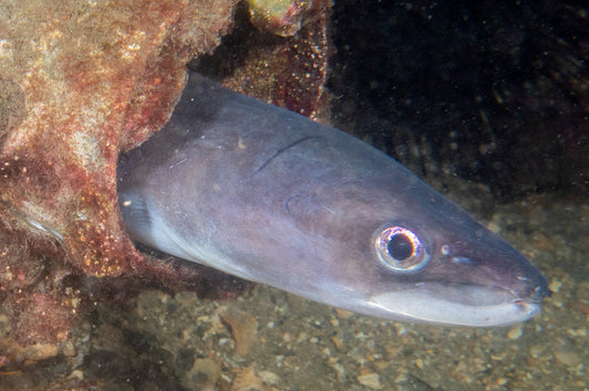 Photo Observation of the Month of February - What are you, eel?