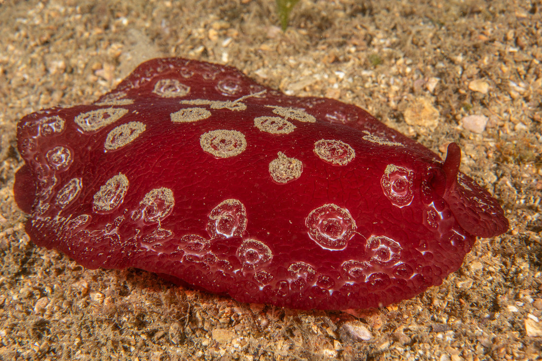 Photo Observation of the Month of March - Sea Slugs Anonymous